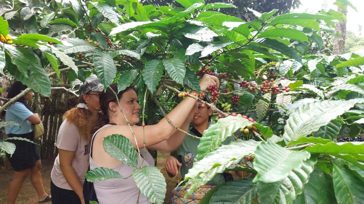 Warga Tabanan Kembangkan Pengolahan Kopi Metode Honey Process