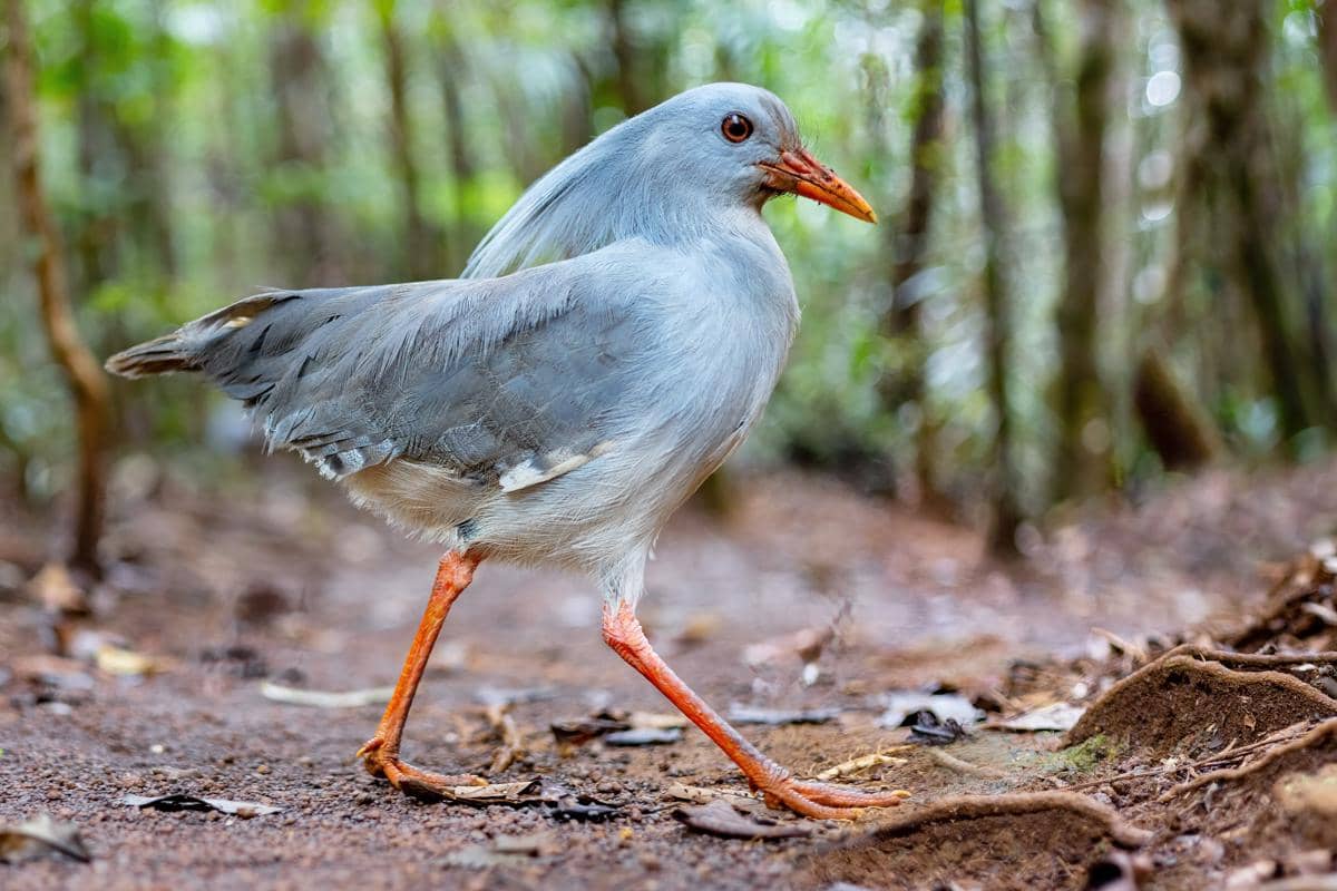 Burung kagu