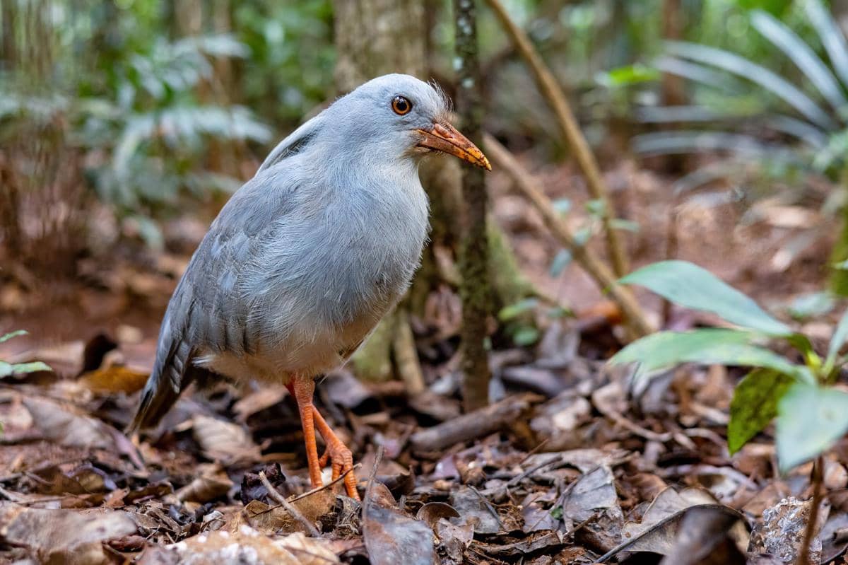 Benarkah Burung Kagu Hanya Ditemukan di Satu Pulau?