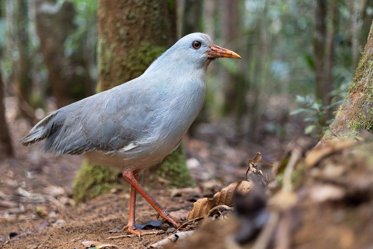 Burung kagu