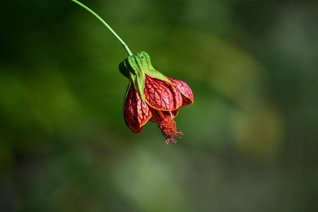 Bunga Callianthe picta