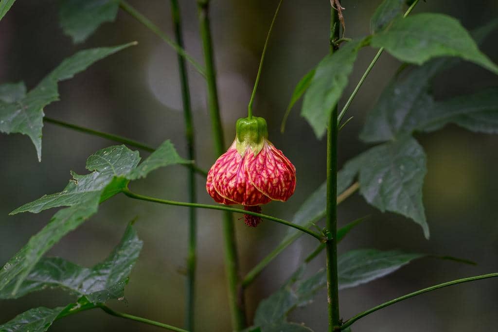 Bunga Callianthe picta