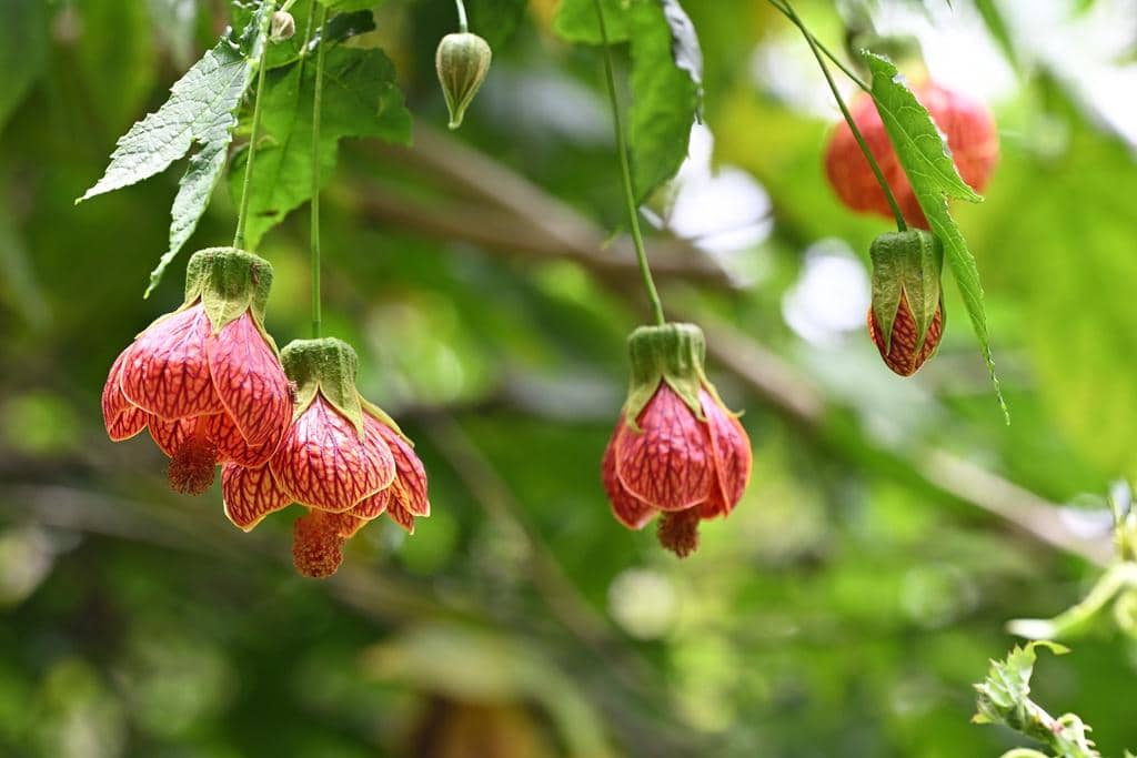 Bunga Callianthe picta