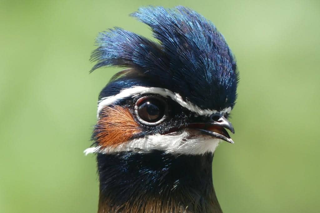 Burung tepekong rangkang memperlihatkan detail wajahnya.