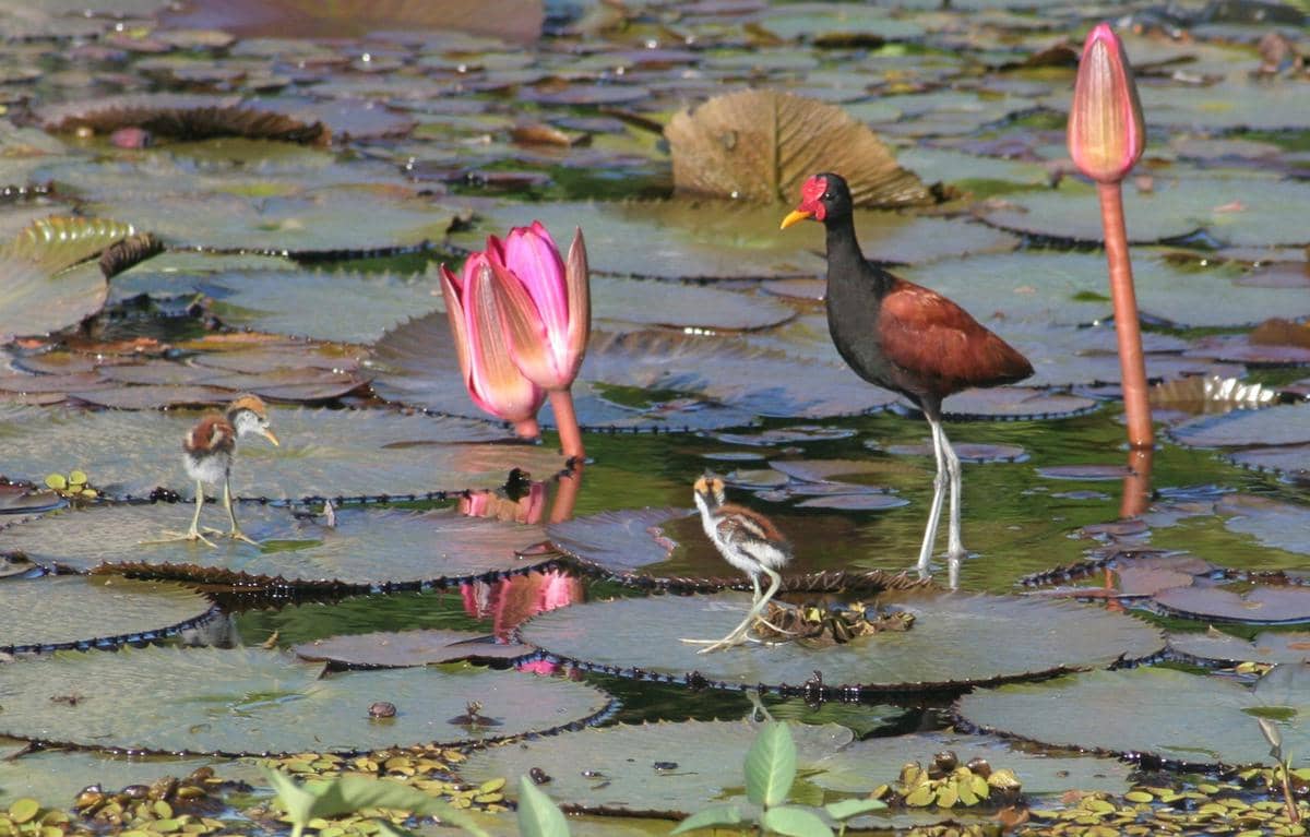 Burung Jacana