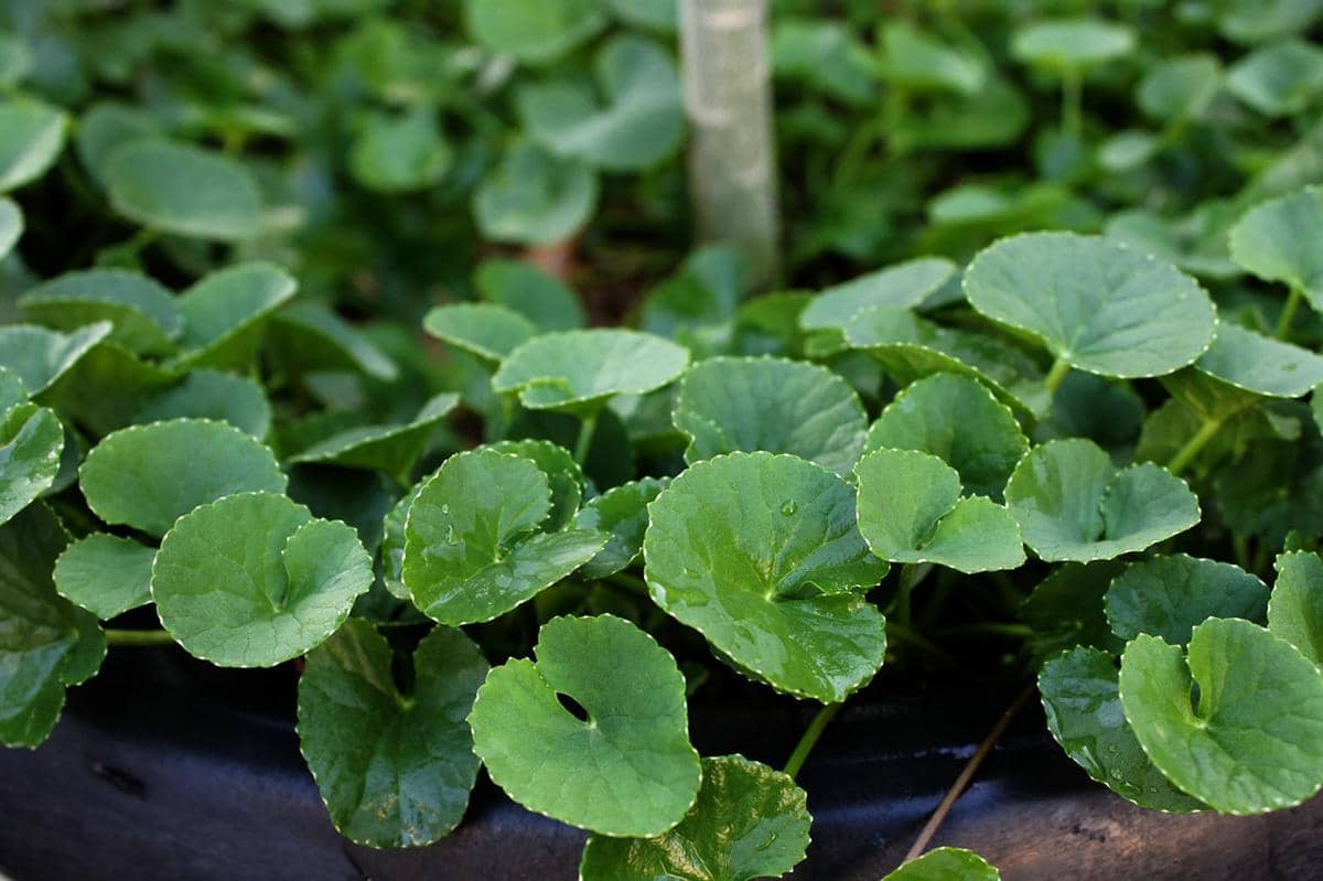 ilustrasi centella asiatica