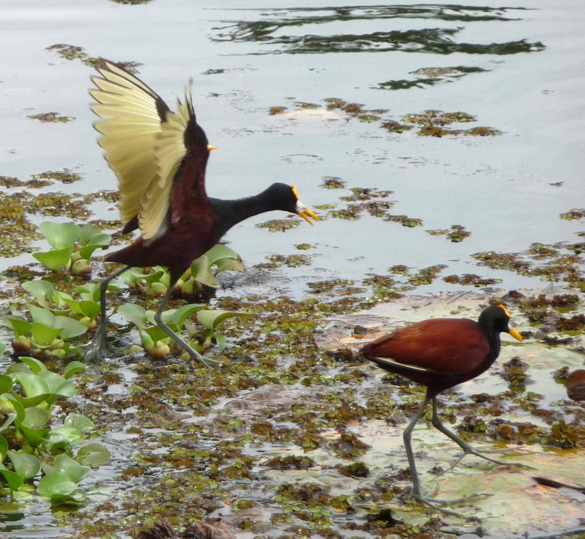 Burung Jacana