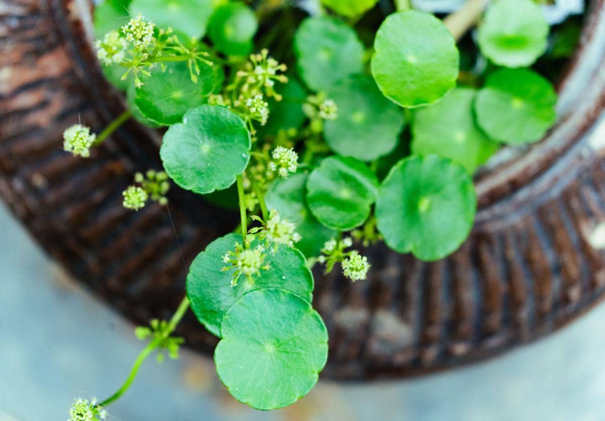 ilustrasi centella asiatica