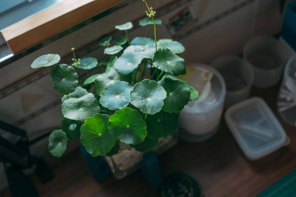 ilustrasi hydrocotyle verticillata