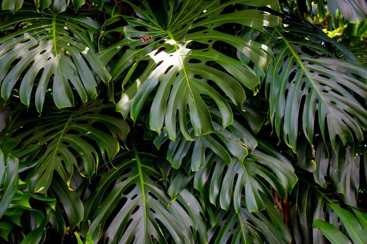 Ilustrasi tanaman Monstera deliciosa dengan daun hijau besar bercelah khas, cocok sebagai tanaman hias dalam ruangan.
