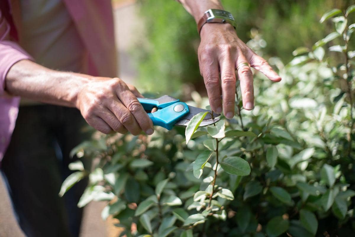 Tangan mengenakan sarung tangan memangkas daun tanaman hias hijau dengan gunting kebun di dalam pot putih.