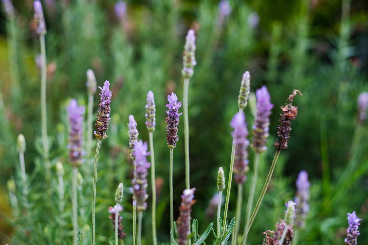 ilustrasi lavender