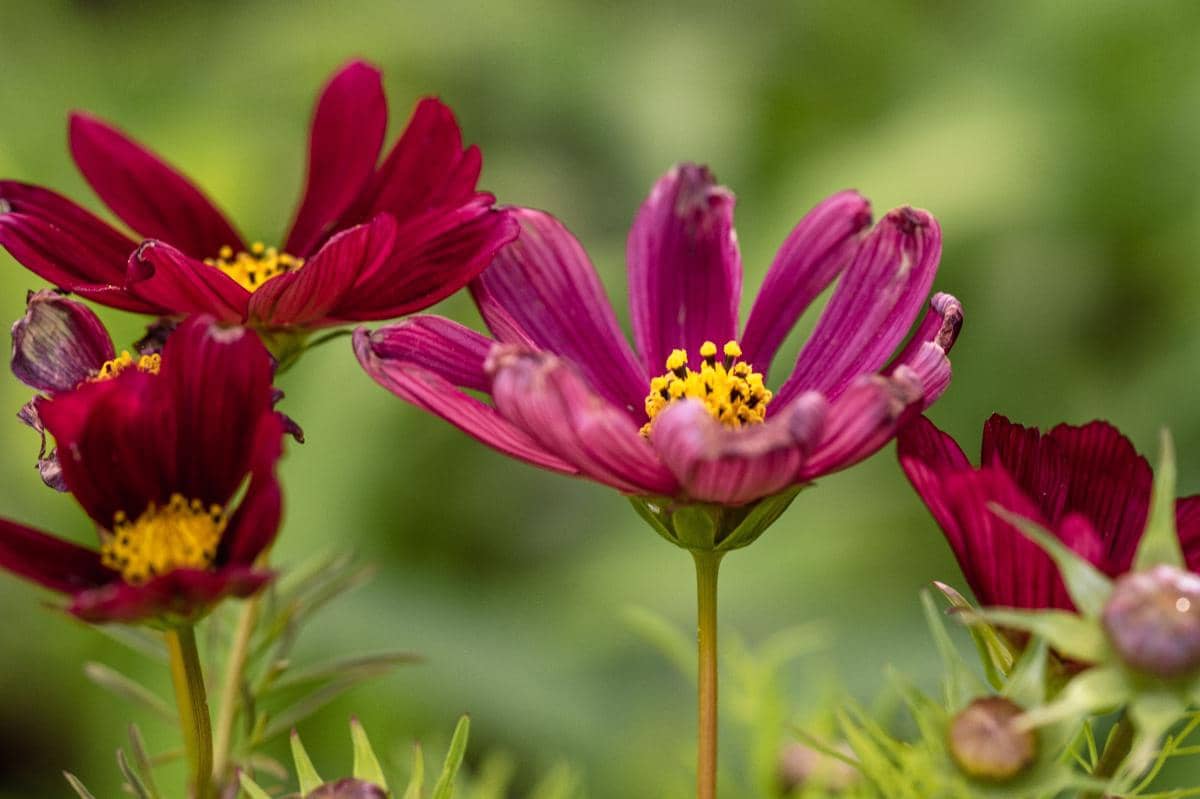 Ilustrasi bunga Cosmos Atrosanguines  'Chocolate Cosmo'