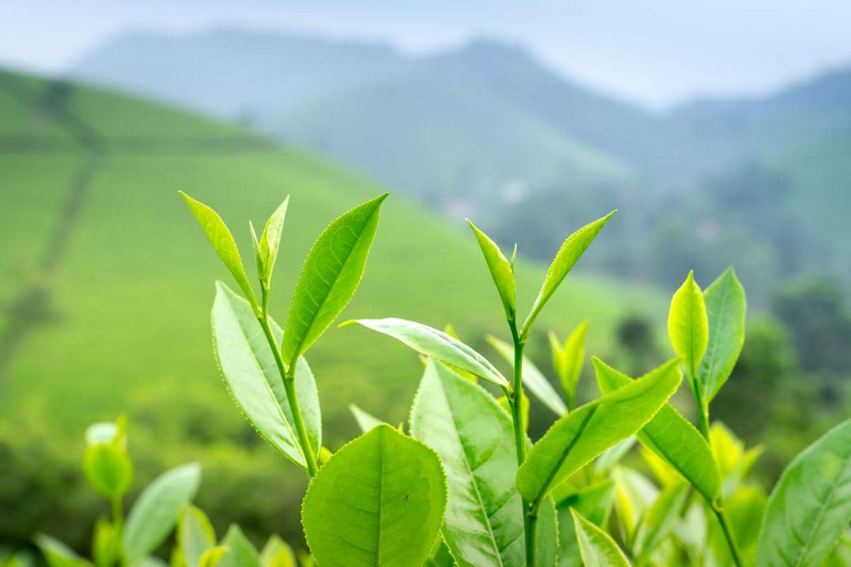 ilustrasi green tea