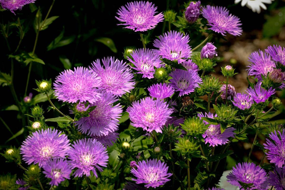 Ilustrasi bunga Stokesia 'Blue Frillis'