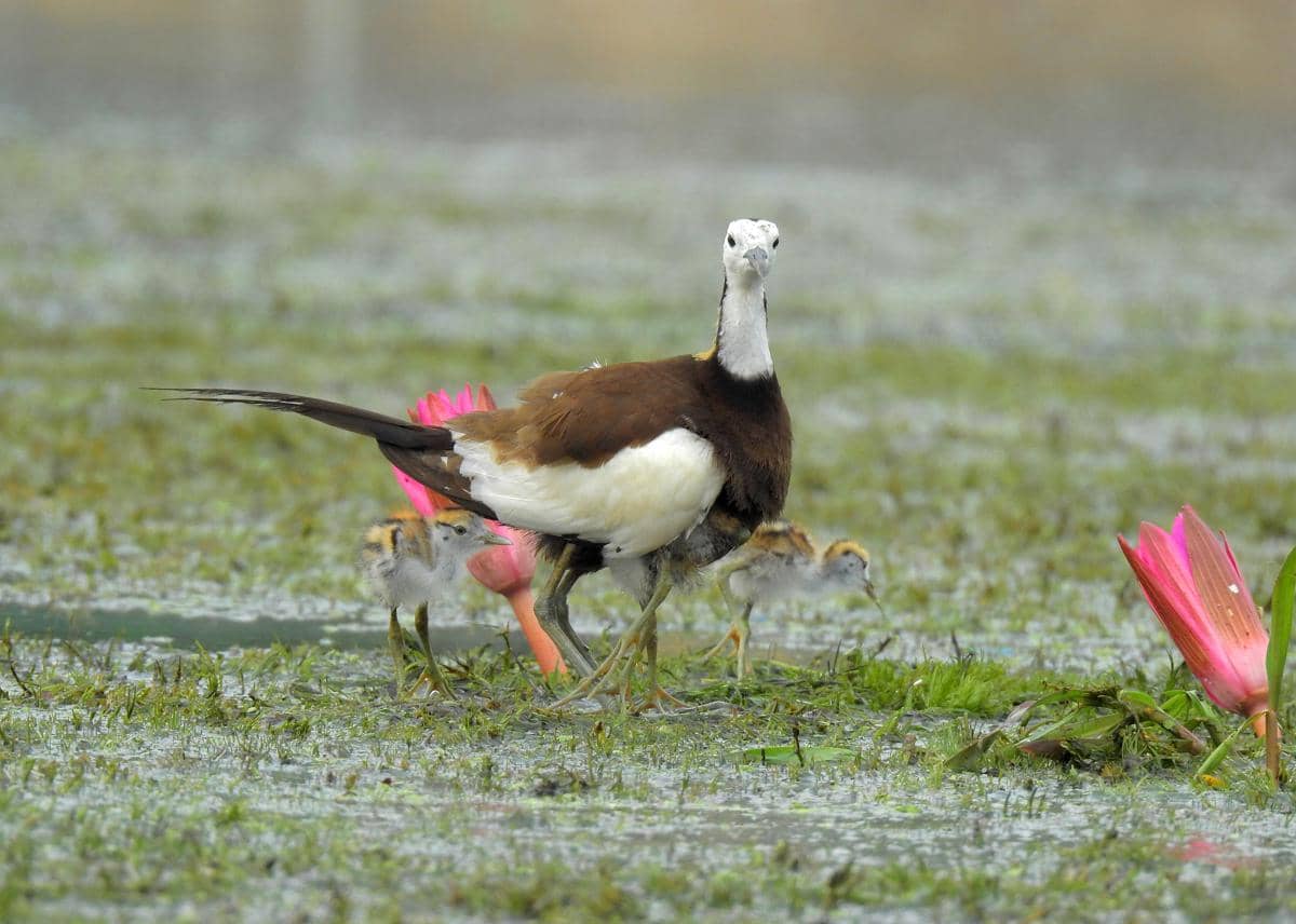 Burung Jacana