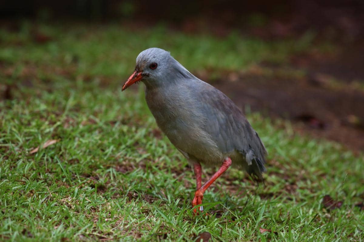Burung kagu
