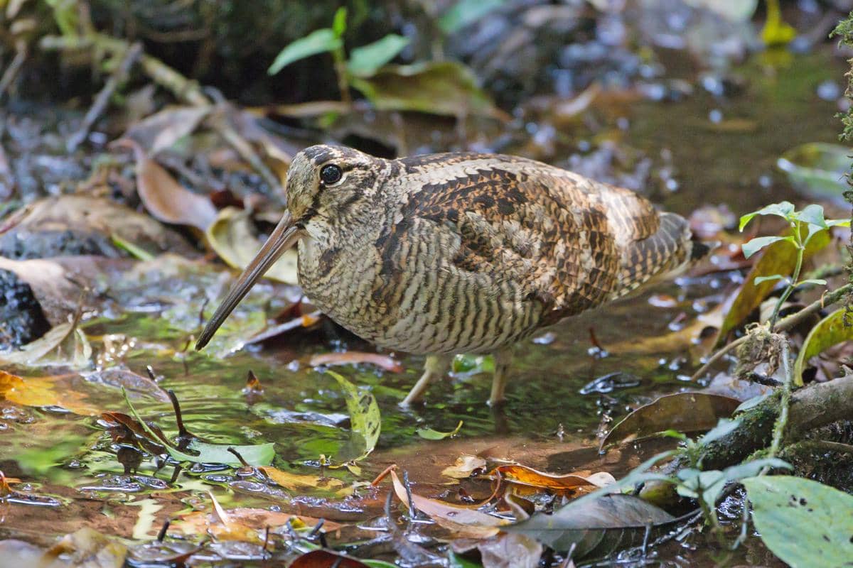 Burung woodcock 