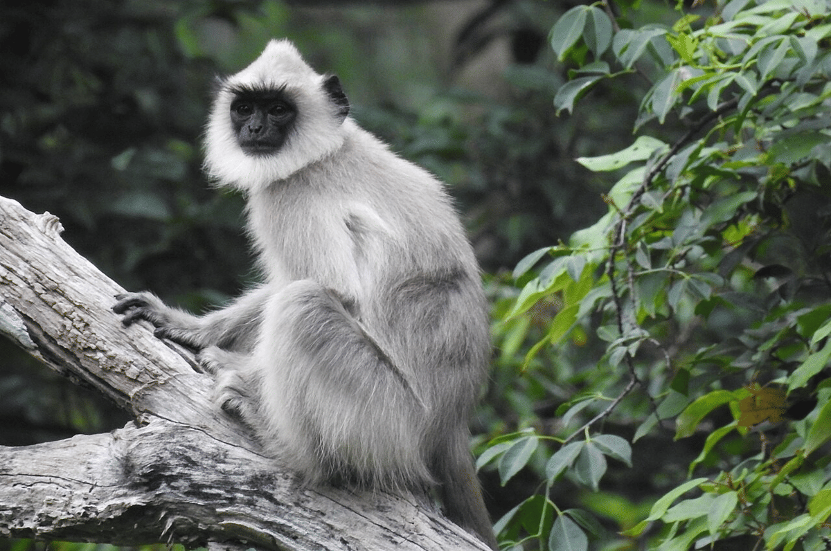 5 Fakta Menarik Langur Kelabu Jambul, Monyet Vegetarian