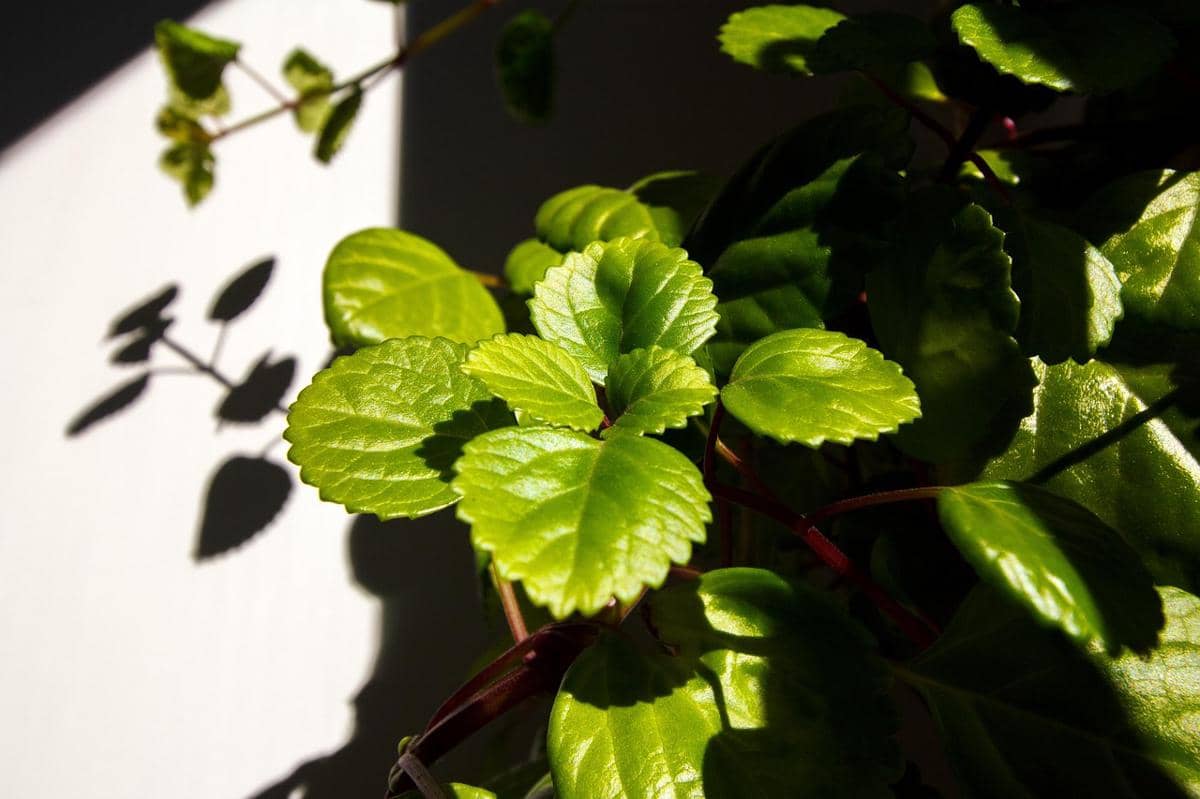 ilustrasi plectranthus verticillatus