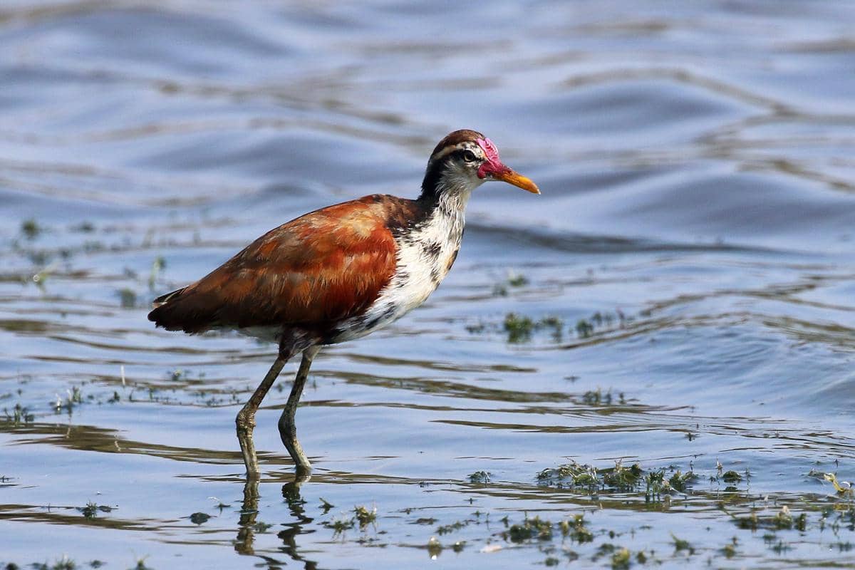 Mengapa Burung Jacana Betina Bisa Punya Banyak Pasangan?