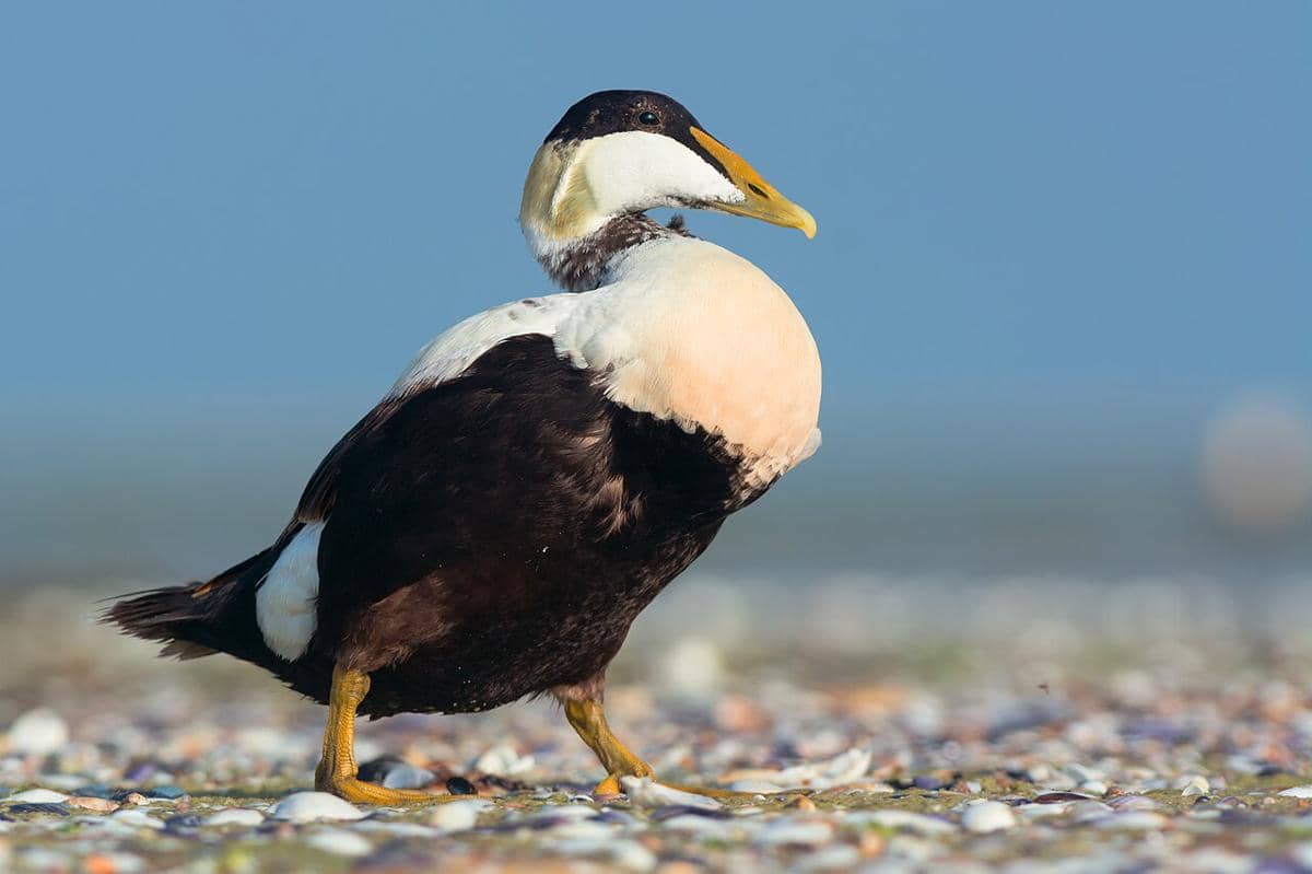 burung eider