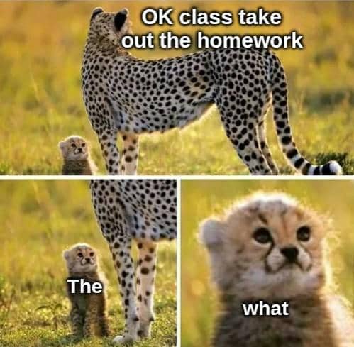 meme kucing tentang PR