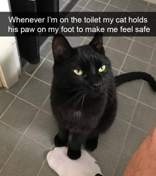 meme kucing tentang toilet
