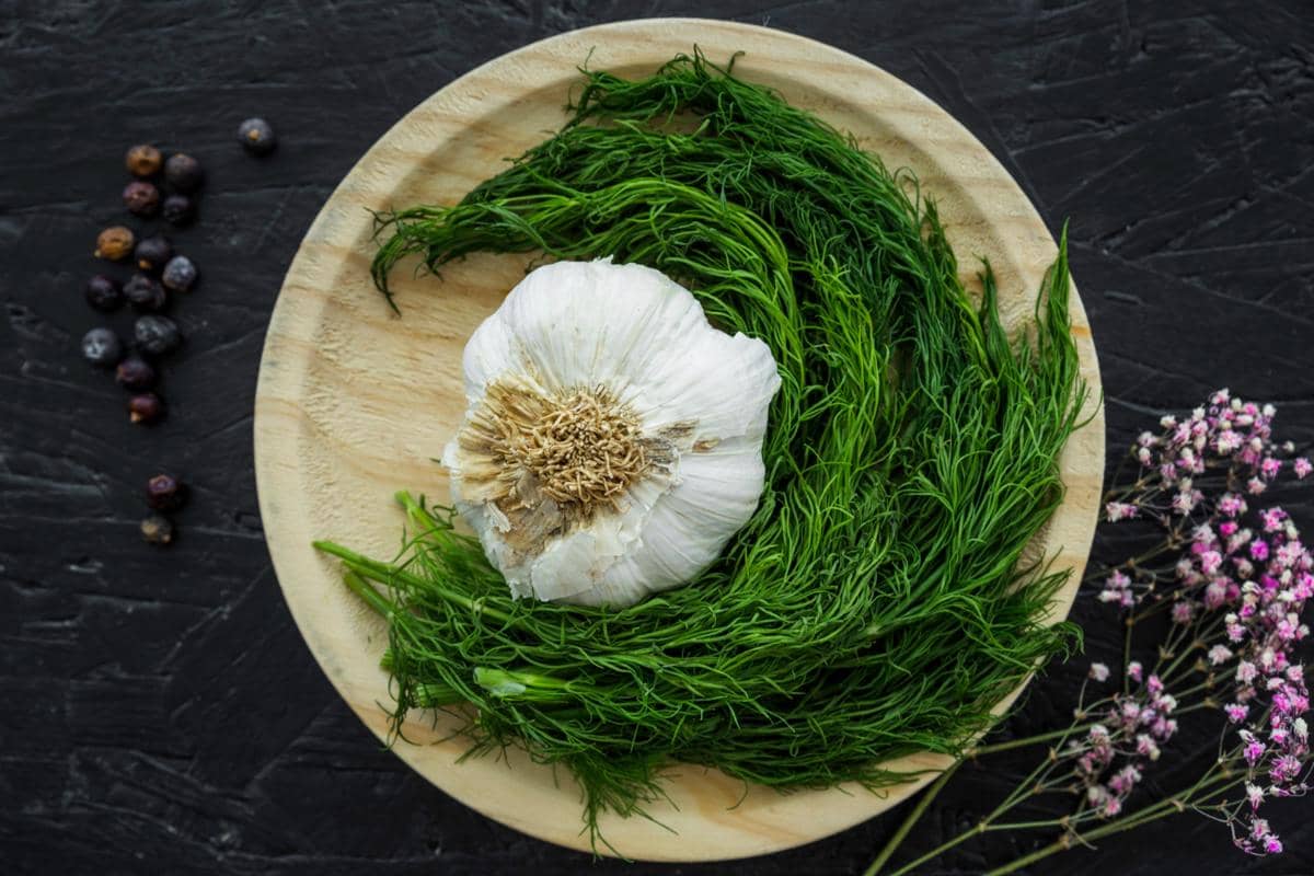 ilustrasi daun dill dan bawang putih