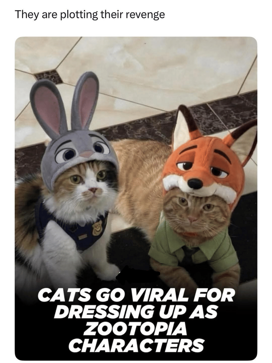 meme kucing memakai kostum