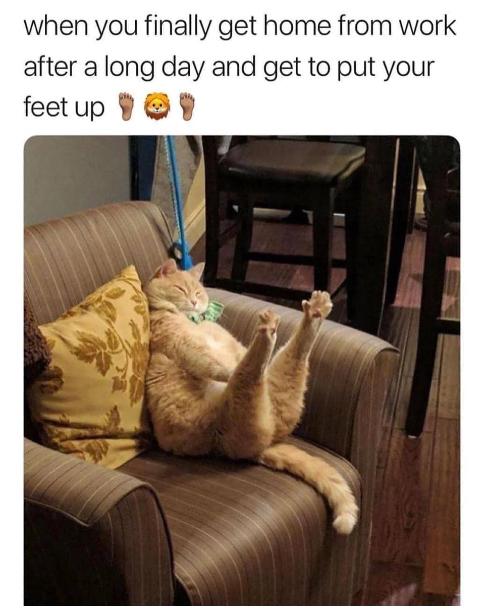meme kucing bersantai