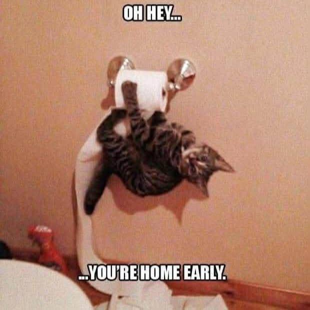 meme kucing tentang toilet