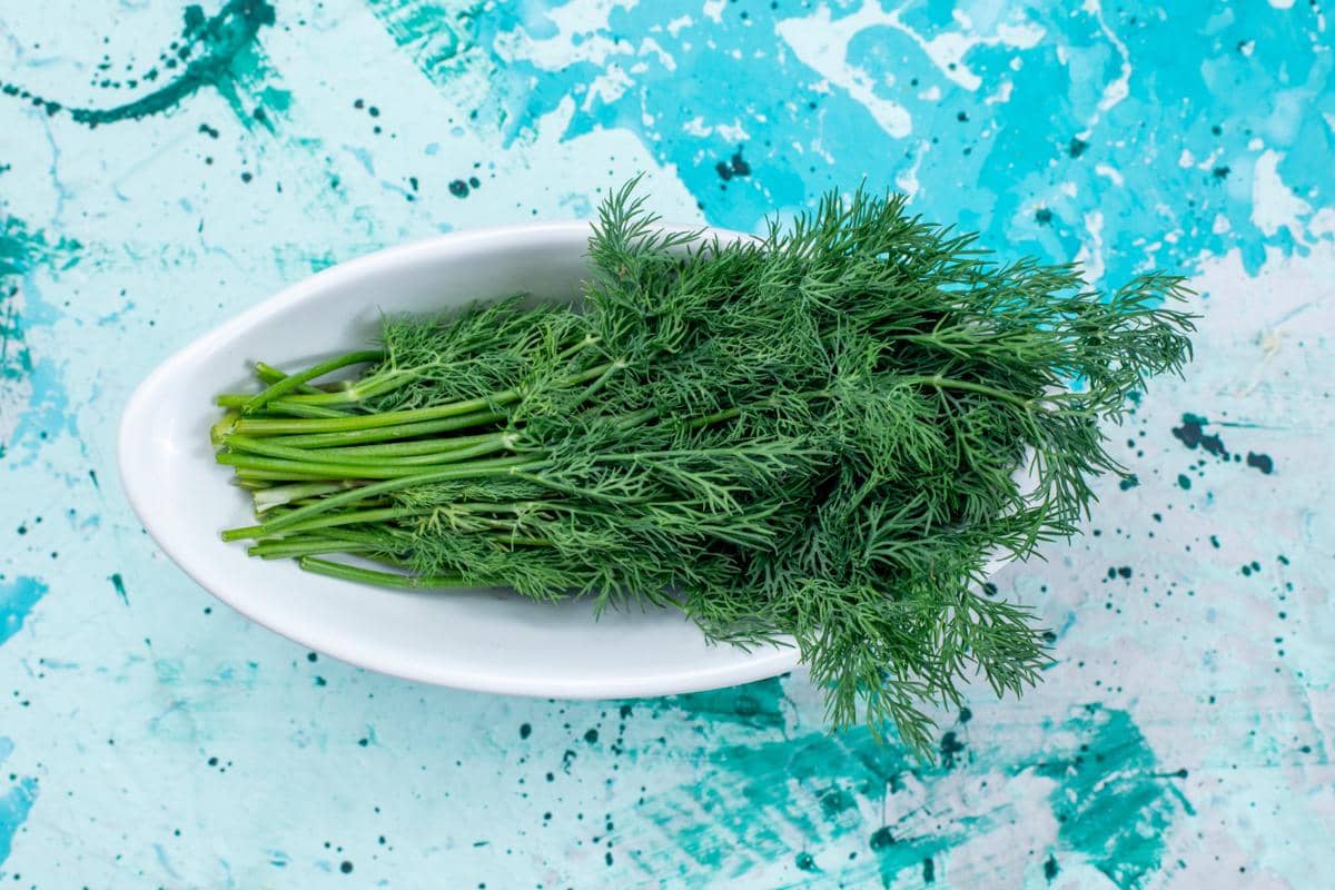 ilustrasi bentuk daun dill