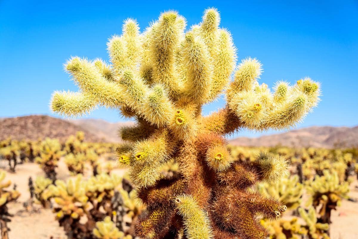 kaktus cholla