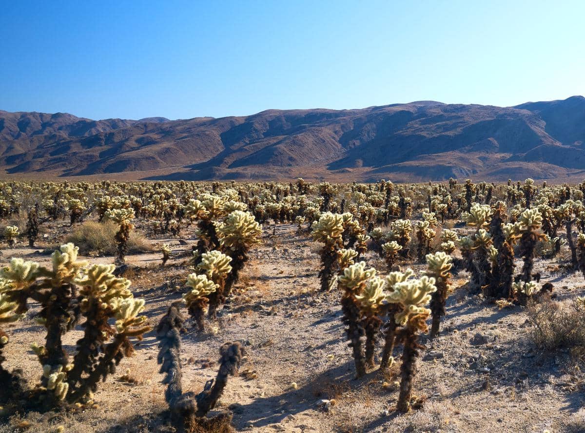 kaktus cholla