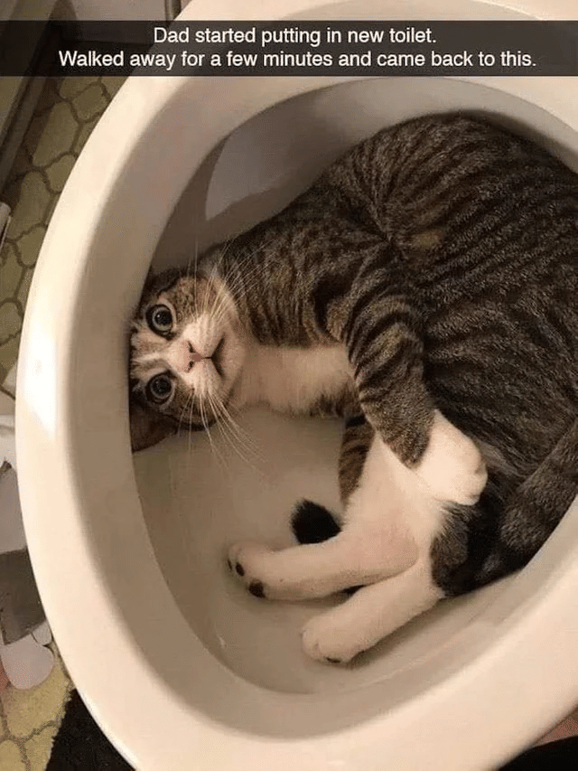 meme kucing tentang toilet