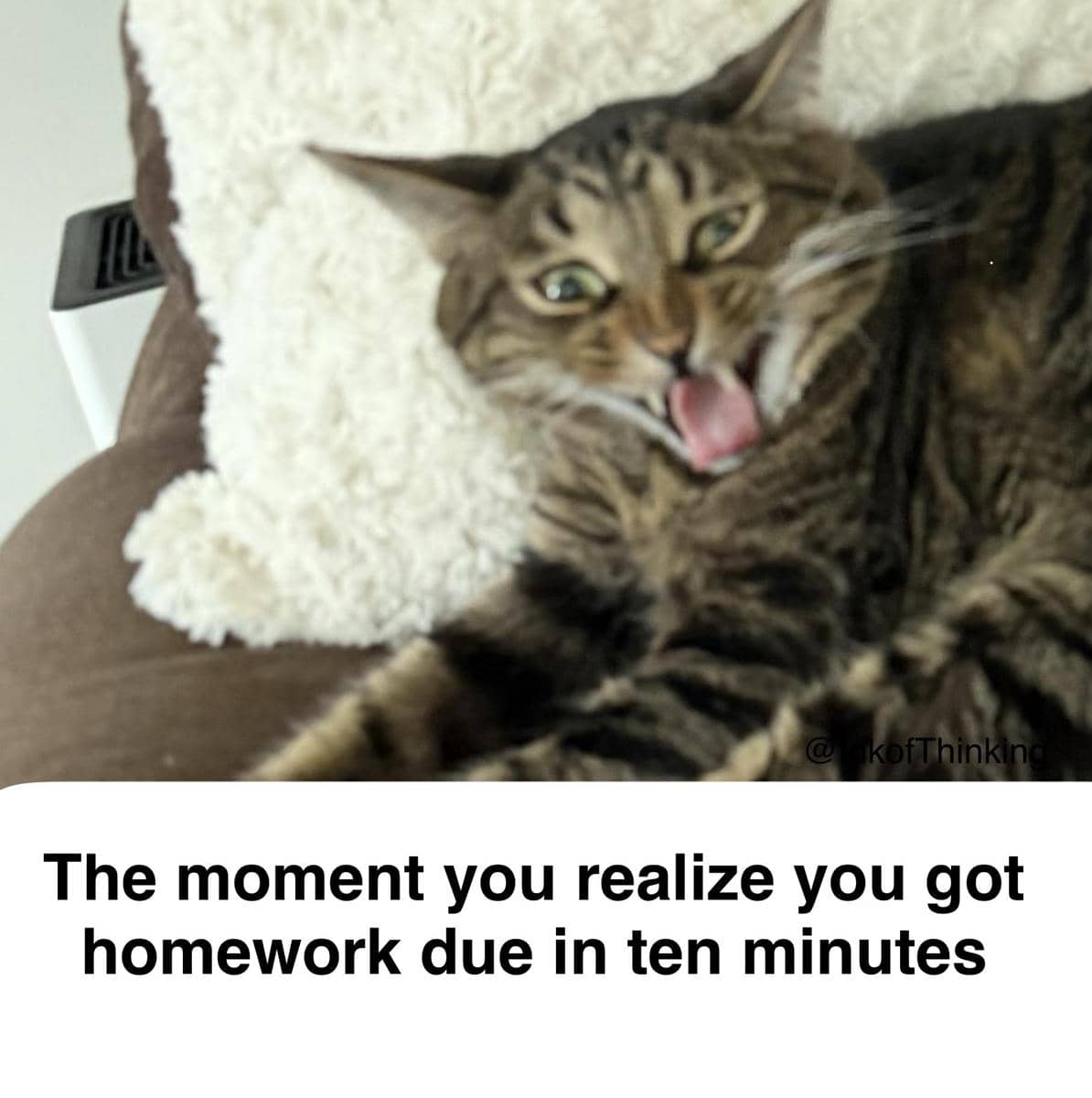 meme kucing tentang PR