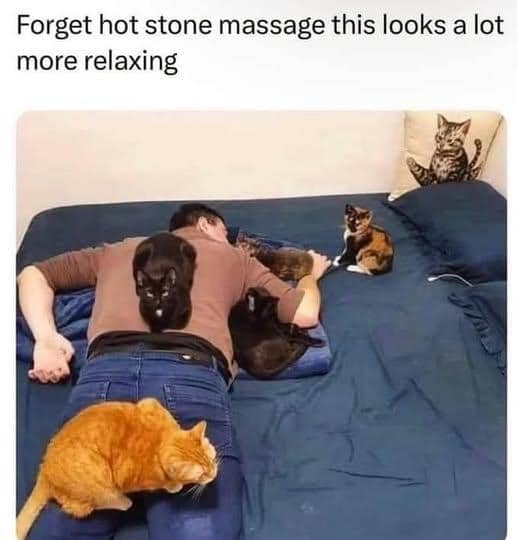 meme kucing bersantai