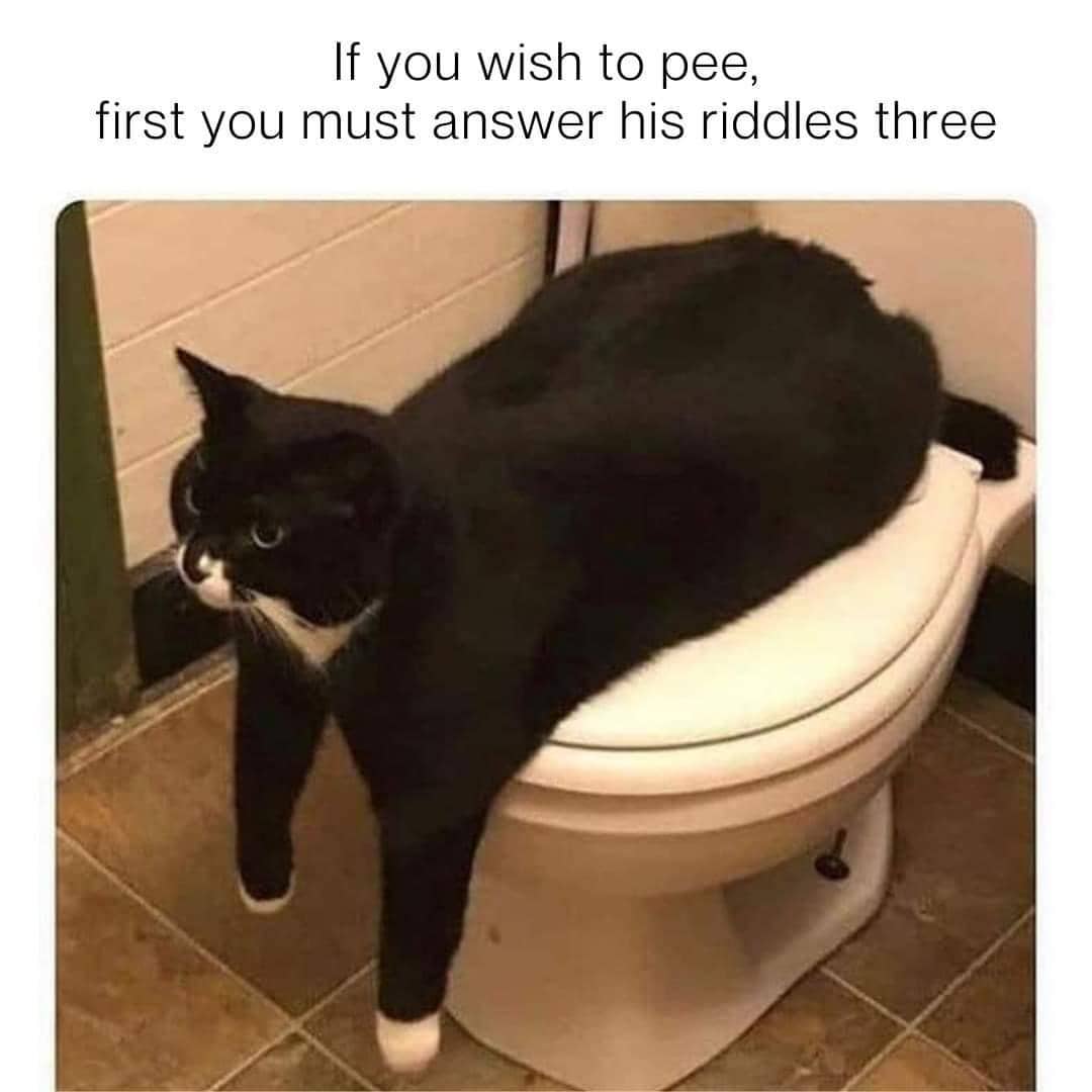 meme kucing tentang toilet
