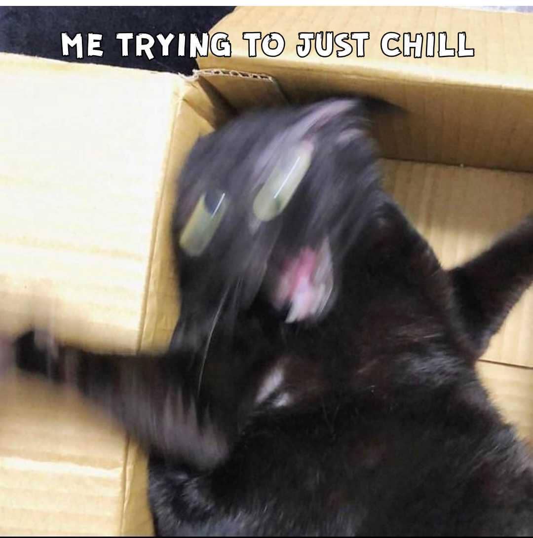 meme kucing bersantai