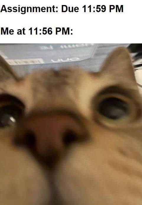 meme kucing tentang PR