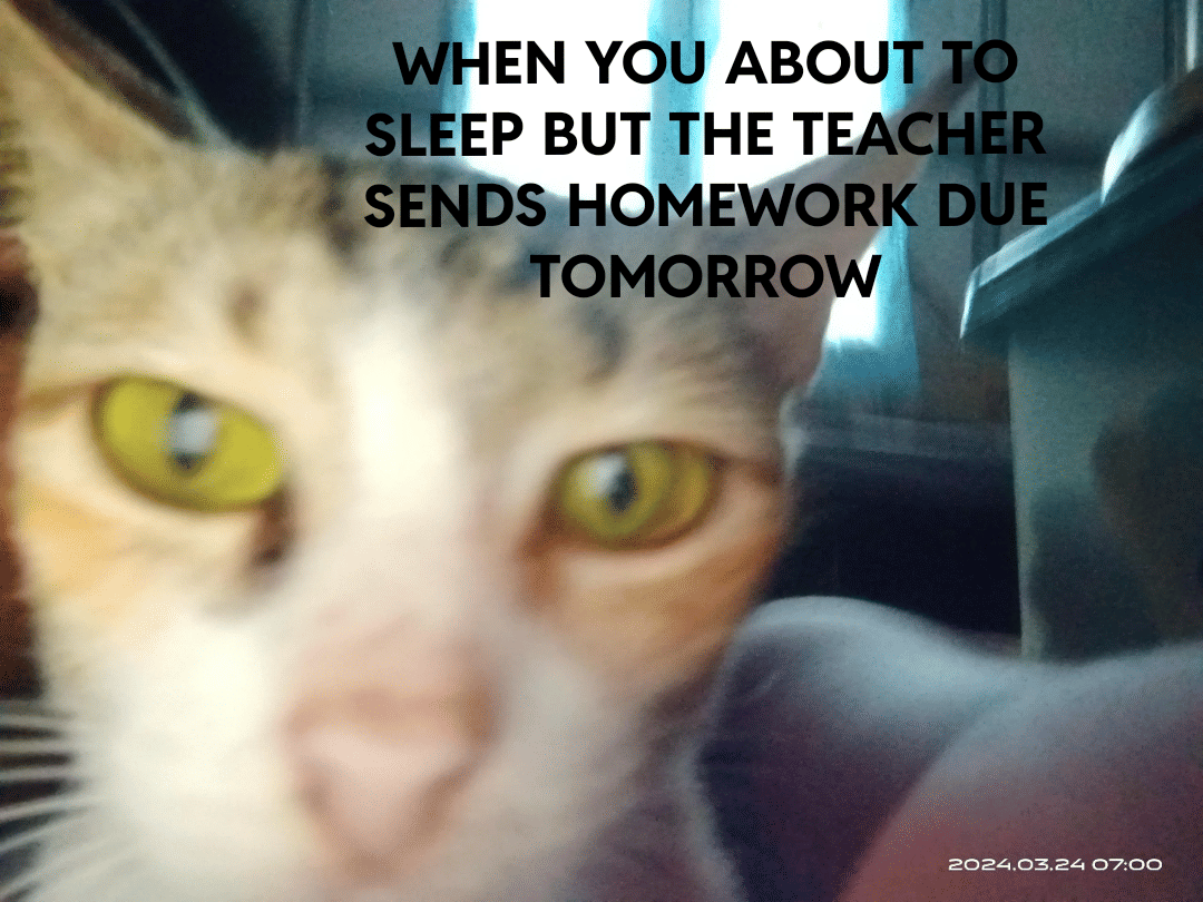 meme kucing tentang PR