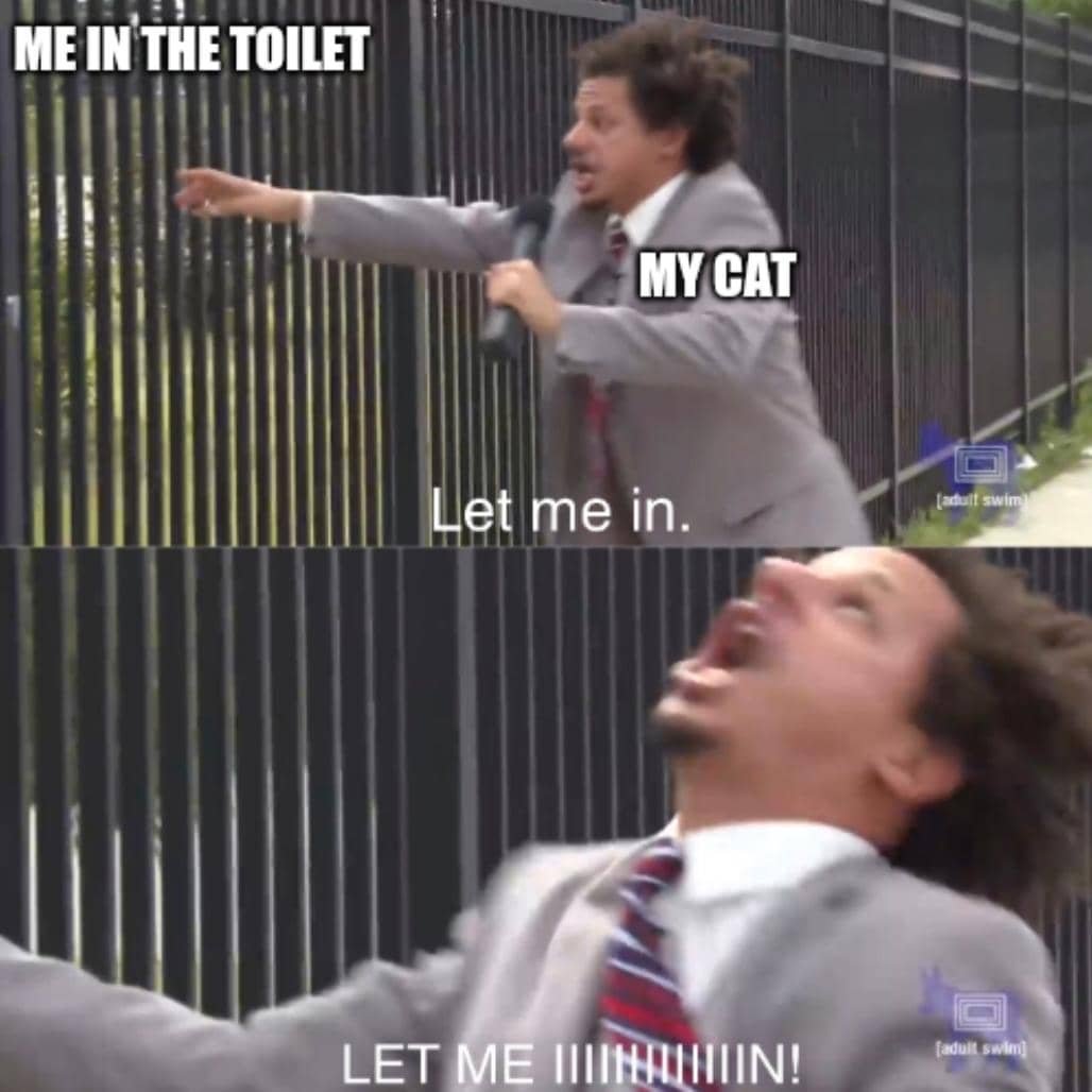 meme kucing tentang toilet