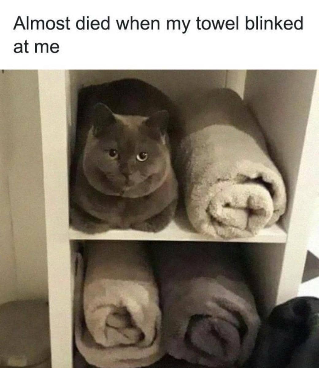 meme kucing memakai kostum