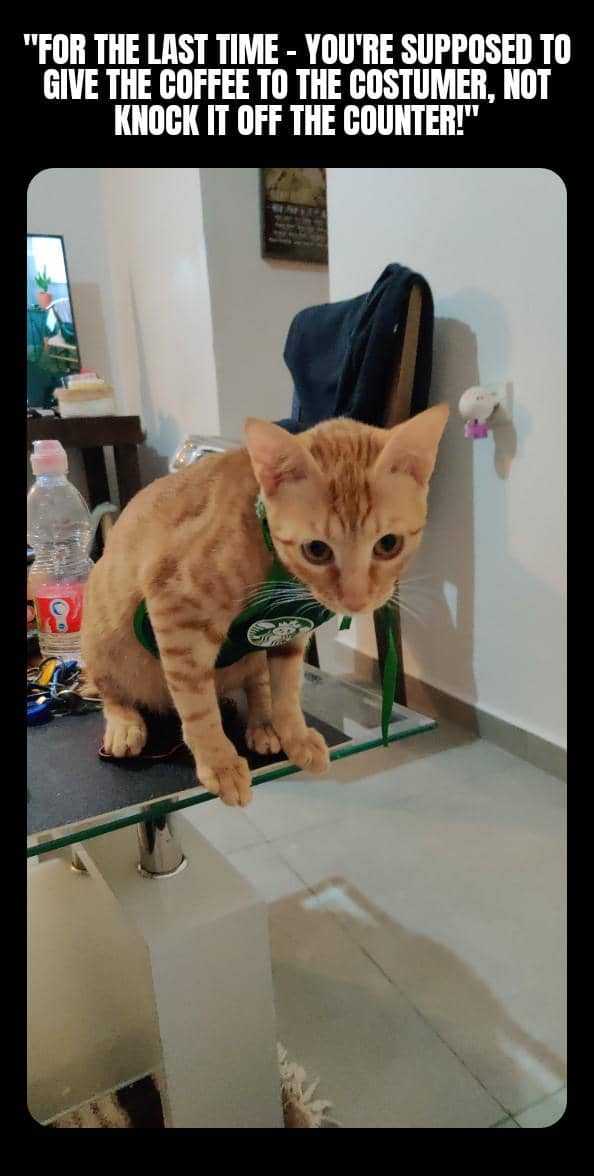 meme kucing memakai kostum