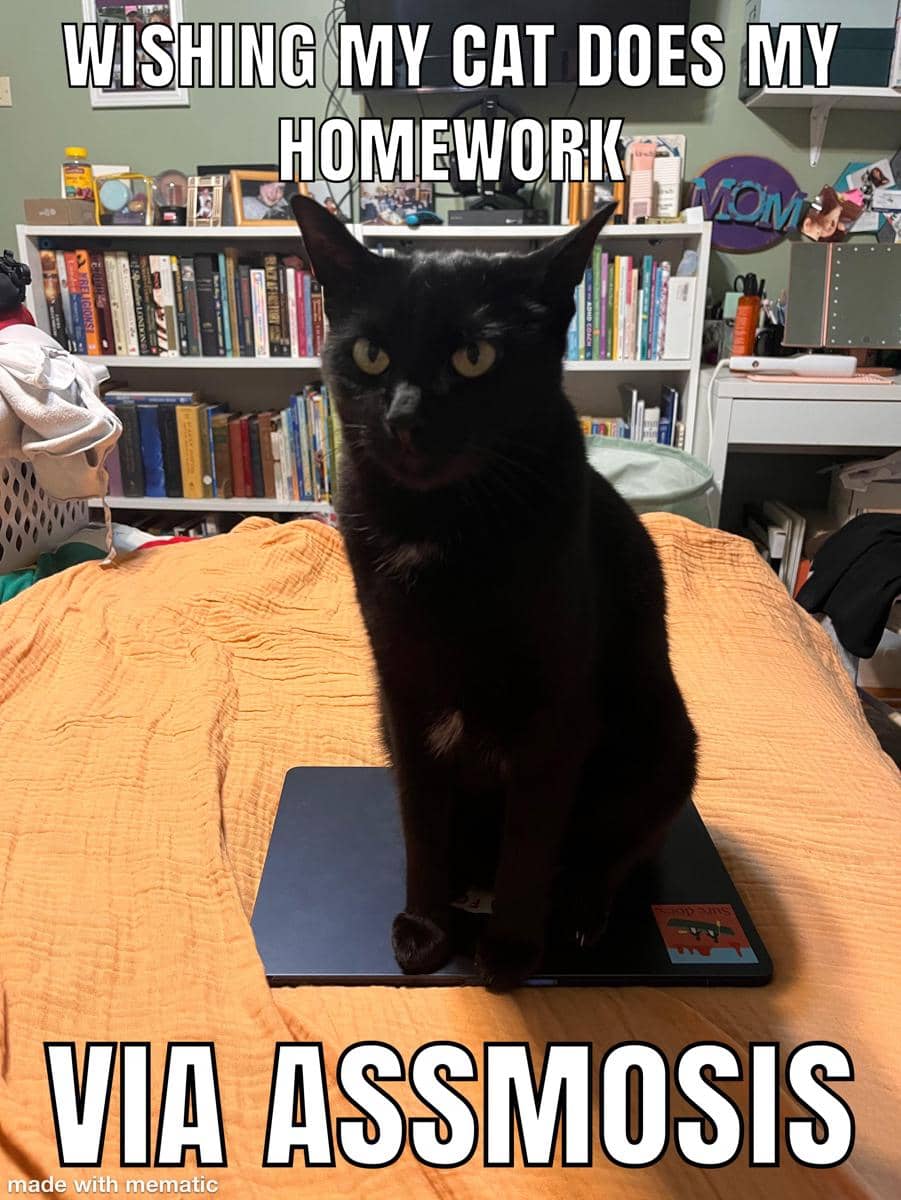 meme kucing tentang PR