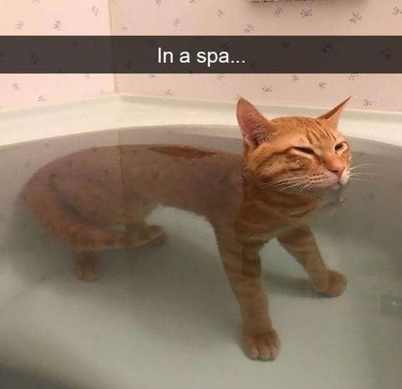 meme kucing bersantai