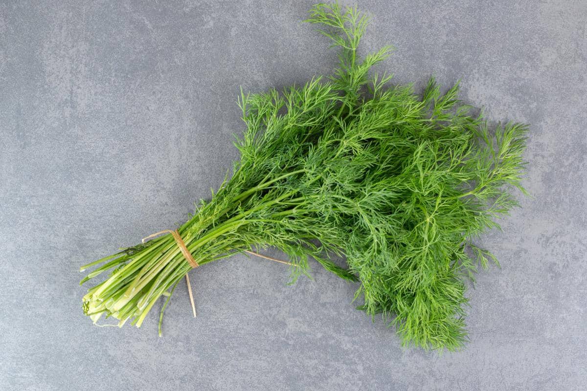 Daun Dill, Rempah Aromatik yang Bikin Masakan Makin Harum