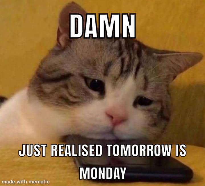 meme kucing tentang PR