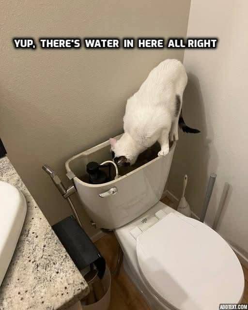 meme kucing tentang toilet